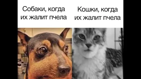 Собаки и кошки после укуса пчелы