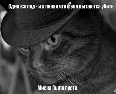 Кот понял, что его хотят убить