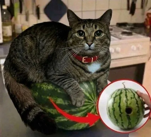 Кот на арбузе с сюрпризом