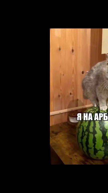 Котёнок на арбузике