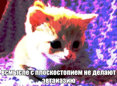 Кот с плоскостопием