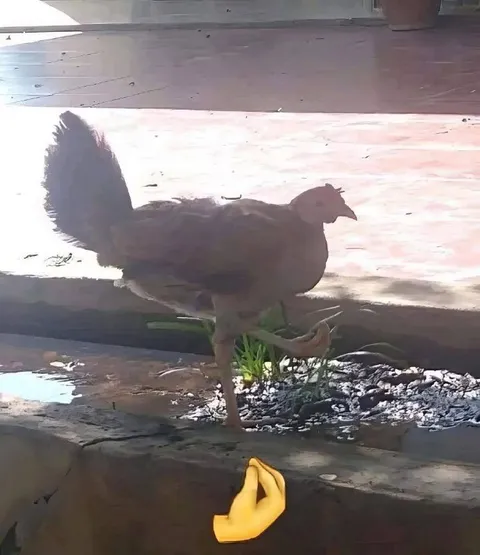 Курица стоит на одной ноге