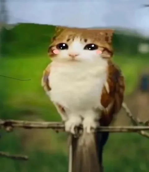 Милый котёнок-сова