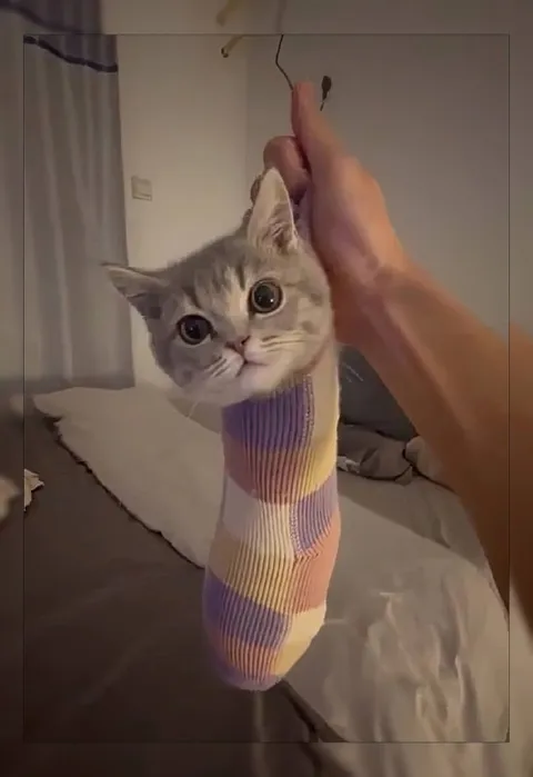 Кот в полосатом носке