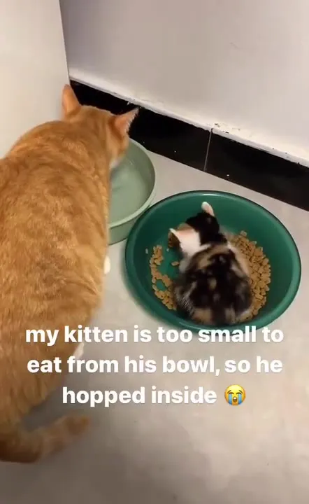 Kitten Eats Inside the Bowl