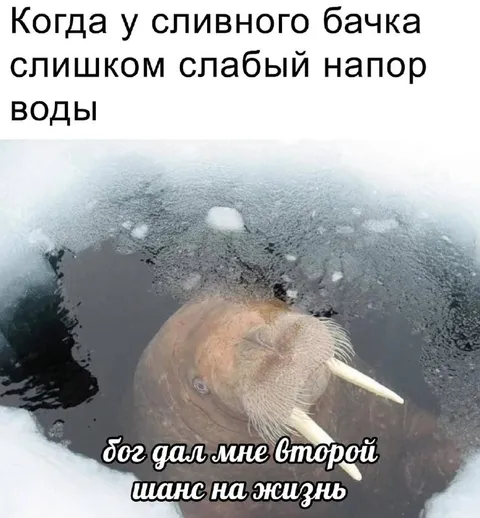 Морж получил второй шанс