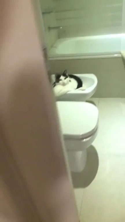 Кот в раковине