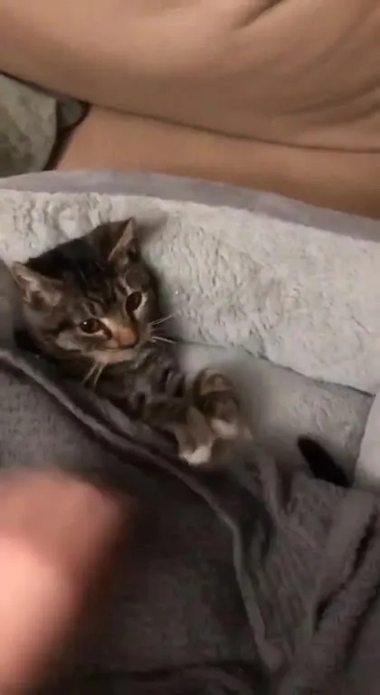 Котёнок обнимает мишку