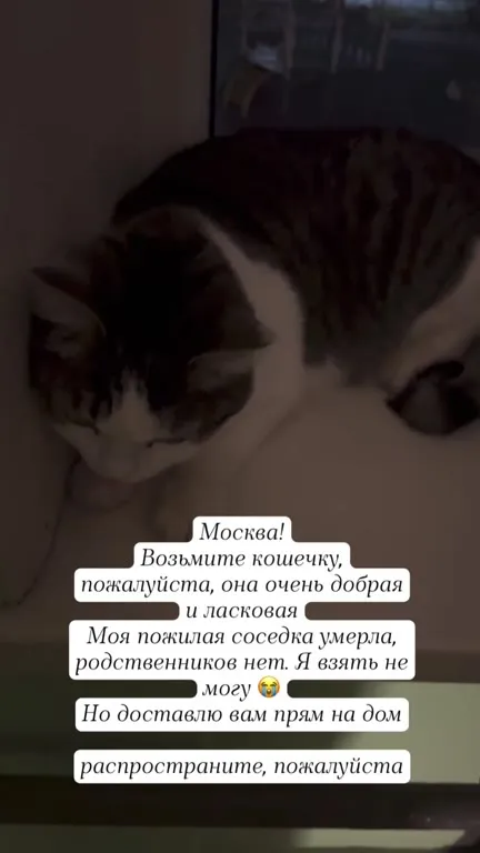Возьмите кошечку домой