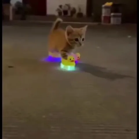 Котёнок в светящихся уточках