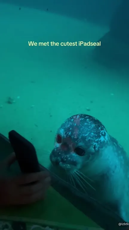 The Cutest iPad Seal