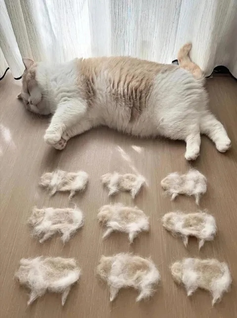 Кот линяет по расписанию