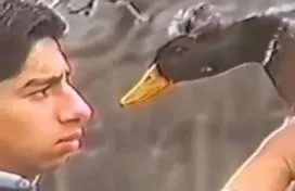 Утка клюёт парня в лицо