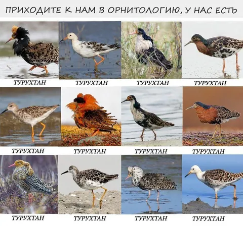 Приходите к нам в орнитологию