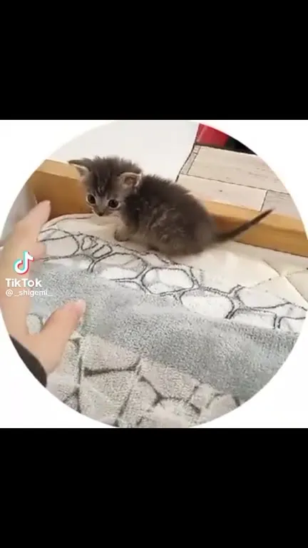 Крошечный котёнок идёт навстречу