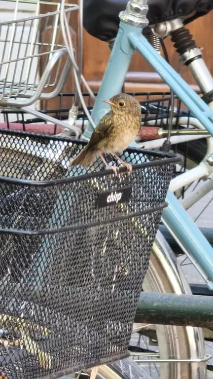 Bird Riding in a Bicycle Basket