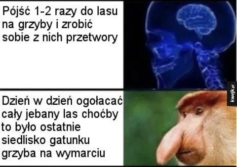 Codziennie ogołacać cały las