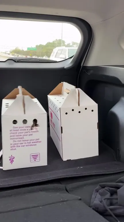 Cat Escapes the Pet Carrier
