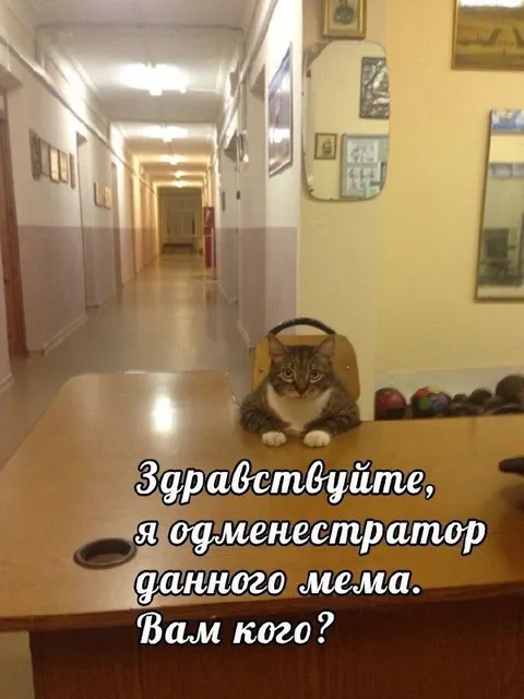 Кот-администратор на ресепшене