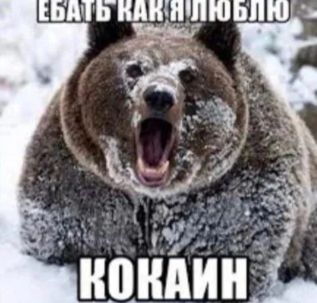 Медведь любит кокаин