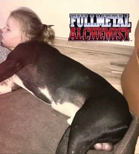 Fullmetal Alchemist Dog