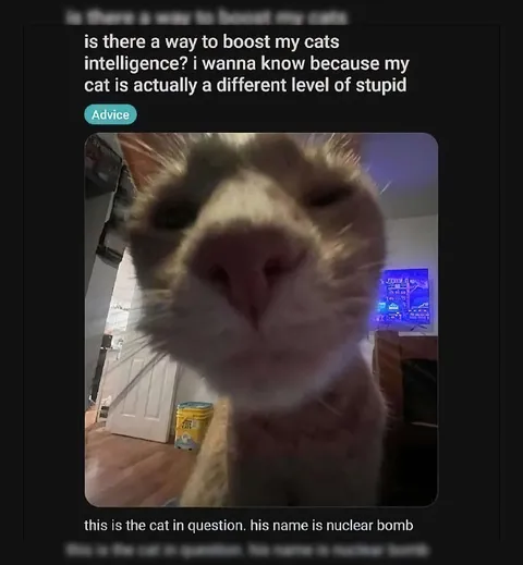 Nuclear Bomb Cat Intelligence