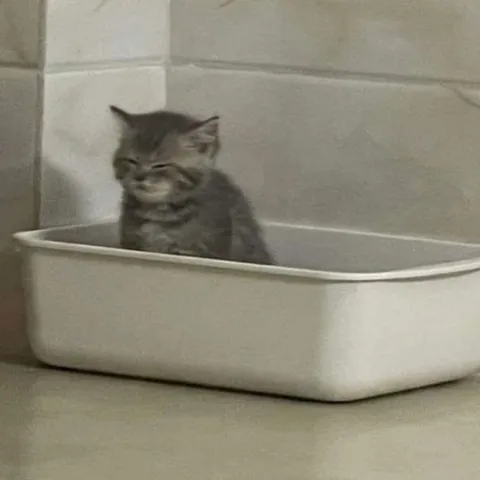 Котёнок в лотке
