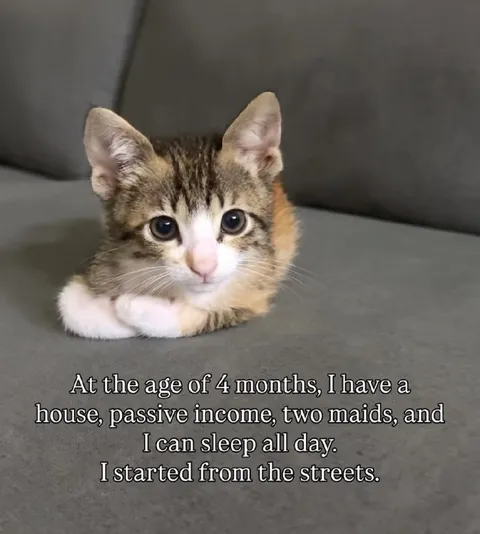 Kitten's Rags-to-Riches Life