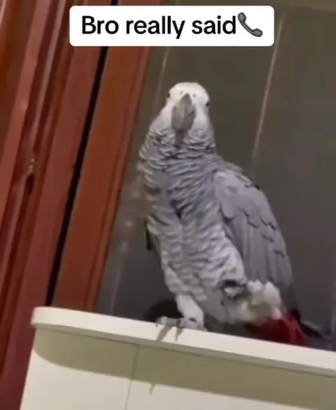 Parrot Really Said It