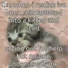 me reincarnated into a kitten