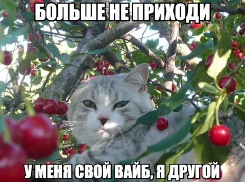 Кот со своей вайб