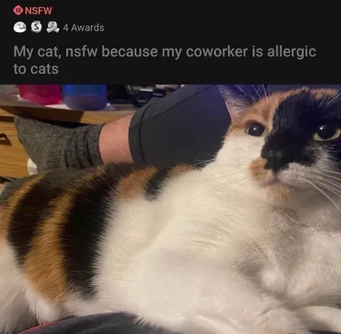 Cat NSFW Around Allergic Coworker