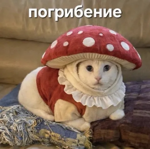 Кот в костюме гриба