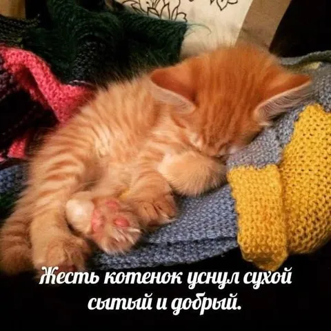 Жестокий, но добрый котёнок