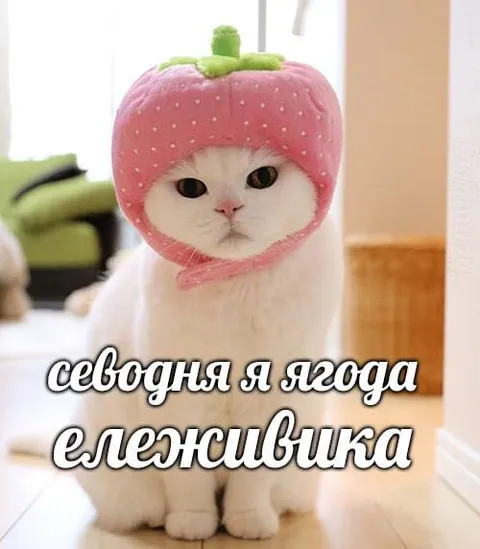 Кот в костюме клубники