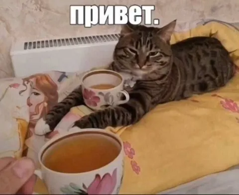 Кот с чашкой чая говорит привет