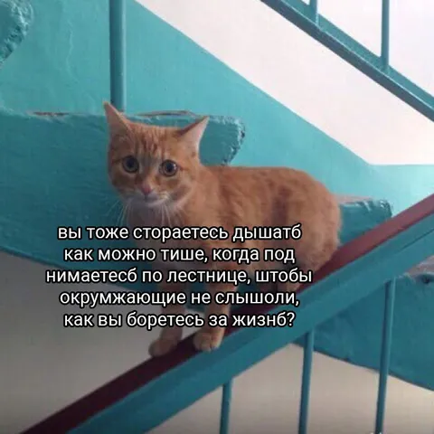 Кот борется за жизнь на лестнице