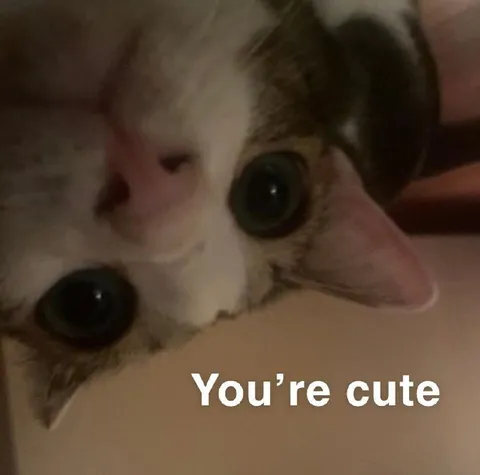Upside-Down Cat Says You're Cute