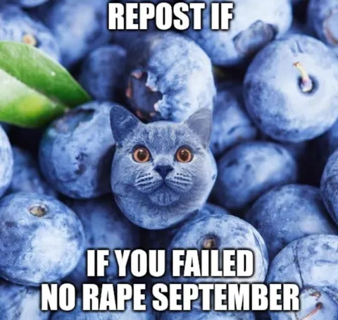 Blueberry Cat Repost Meme
