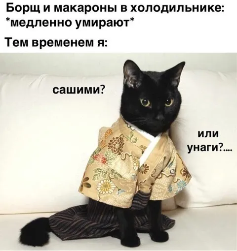 Кот выбирает суши
