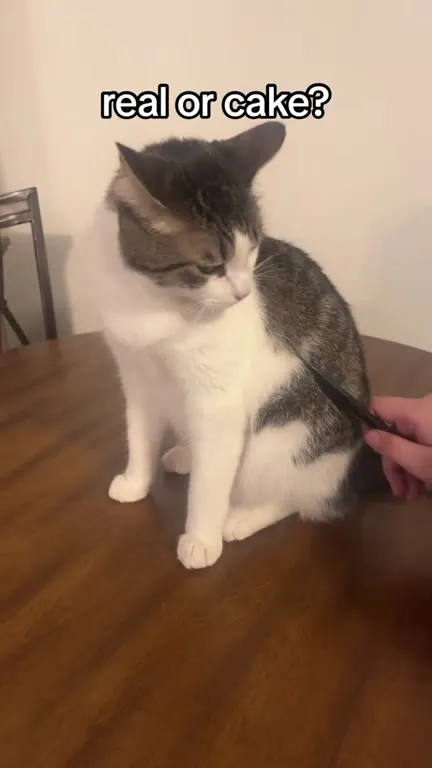 Real Cat or Cat Cake?