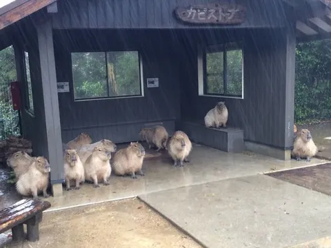 Капибары у домика