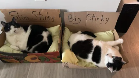 Slim Stinky and Big Stinky Cats