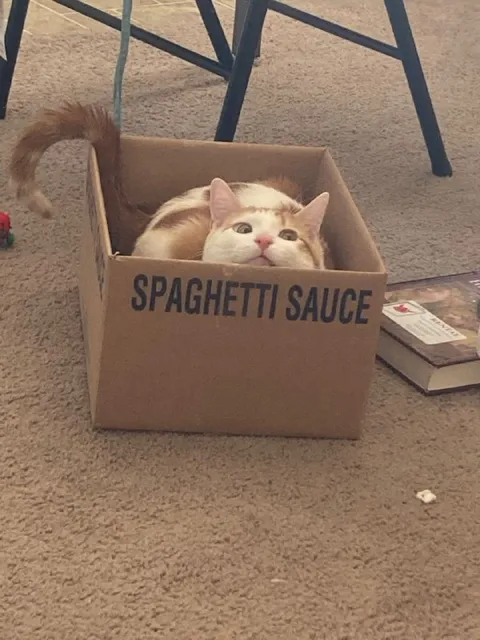 Cat Hiding in Spaghetti Sauce Box