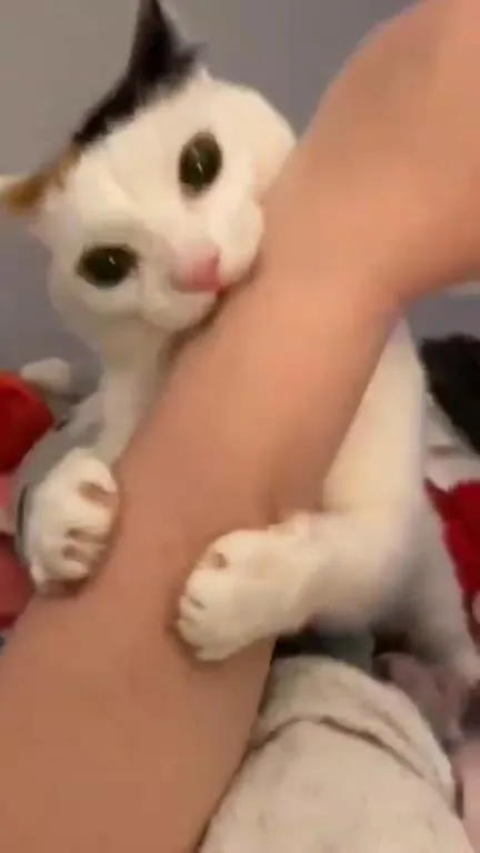 Why Am I Doing This Cat
