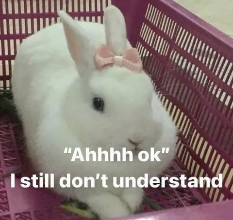 Cute Bunny Still Confused
