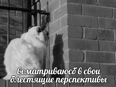 Кот всматривается в перспективы