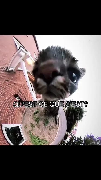 Psycho Killer Cat Compilation