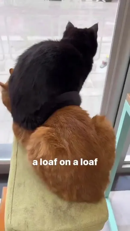 A Loaf on a Loaf