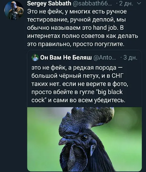 Редкая порода большого петуха